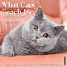 What Cats Teach Us 2026 Square Wall Calendar