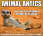 Animal Antics 2026 Page-A-Day Calendar