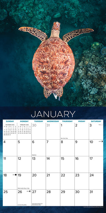 Sea Turtles 2026 Square Wall Calendar