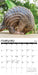Exotic Animals 2026 Square Wall Calendar