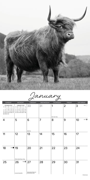Highland Cows Black and White Print 2026 Square Wall Calendar