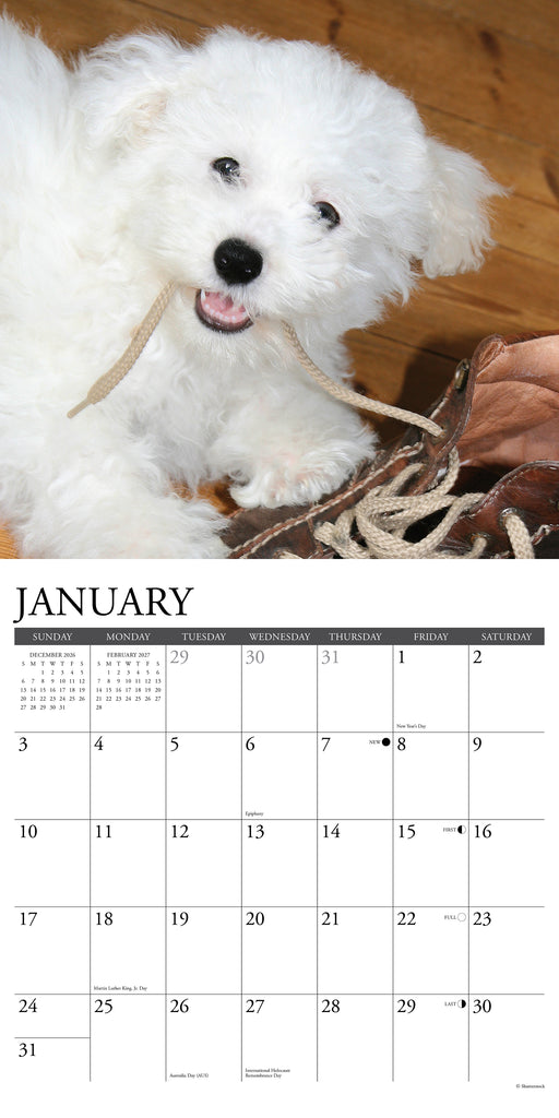 Bichons Frises Just 2027 Square Wall Calendar