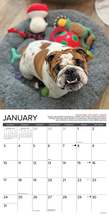 Bulldog Bad Boys 2027 Square Wall Calendar