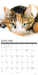 Calico Cats 2027 Square Wall Calendar