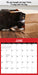 Cattitudes 2027 Square Wall Calendar
