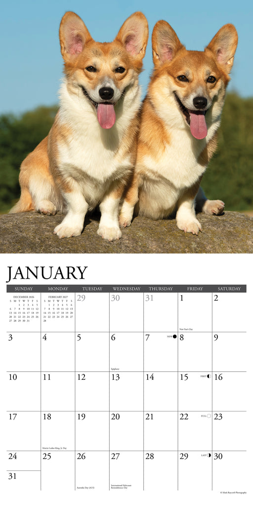 Corgis 2027 Square Wall Calendar