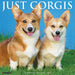Corgis 2027 Square Wall Calendar