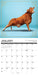 Cow Yoga 2027 Square Wall Calendar