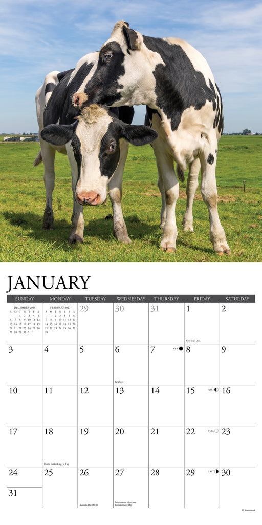 Cows 2027 Square Wall Calendar