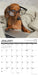Dachshund Rules 2027 Square Wall Calendar