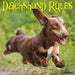Dachshund Rules 2027 Square Wall Calendar