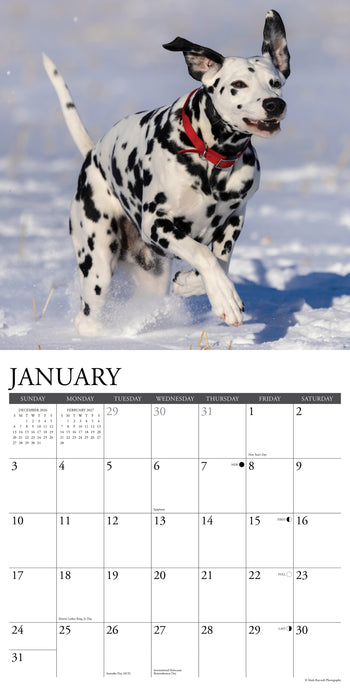 Dalmations Just 2027 Square Wall Calendar