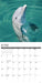 Dolphins 2027 Square Wall Calendar