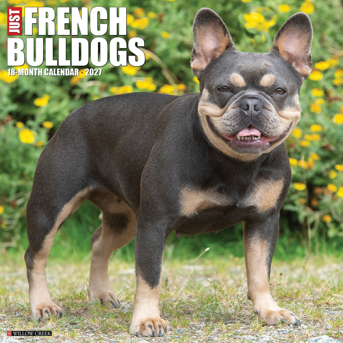 French Bulldogs 2027 Square Wall Calendar