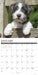 Jack Russells 2027 Square Wall Calendar