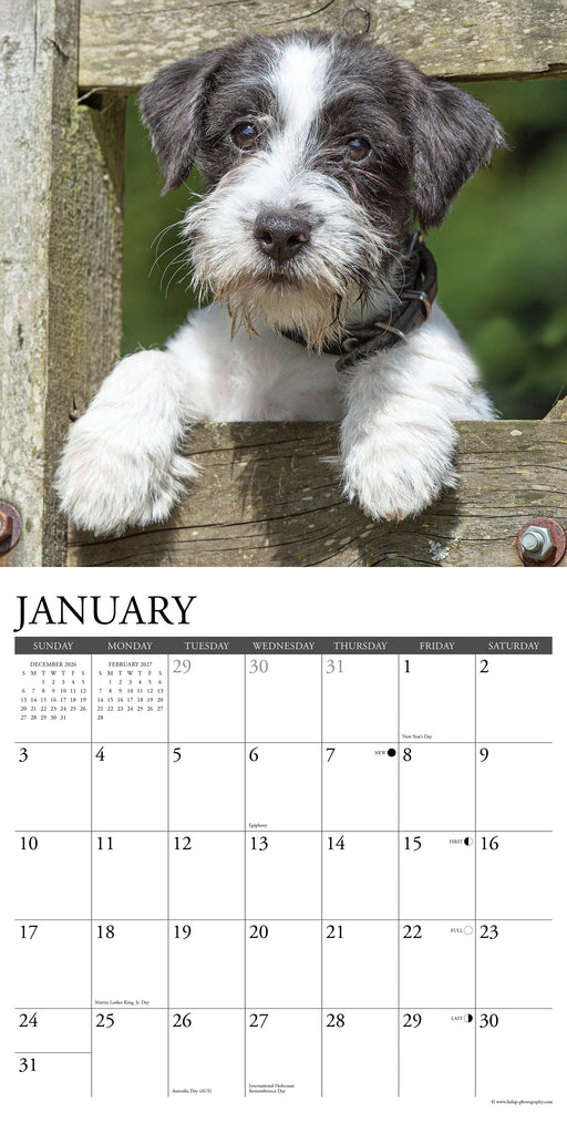 Jack Russells 2027 Square Wall Calendar