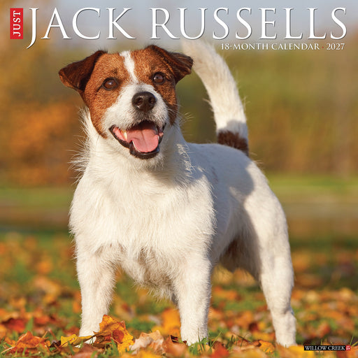 Jack Russells 2027 Square Wall Calendar