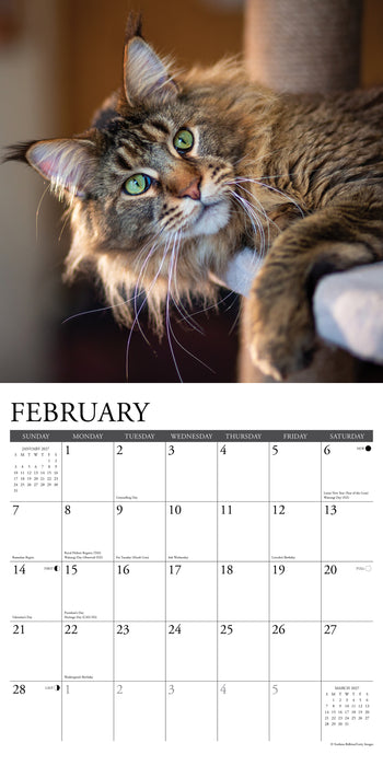 Maine Coon Cats 2027 Square Wall Calendar