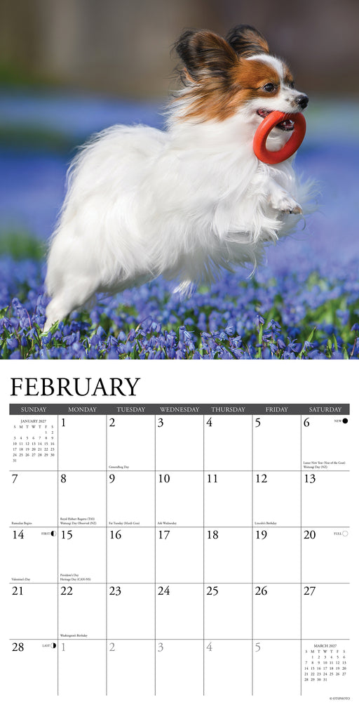 Papillons 2027 Square Wall Calendar
