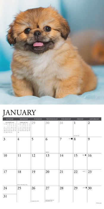 Pekingese Just 2027 Square Wall Calendar