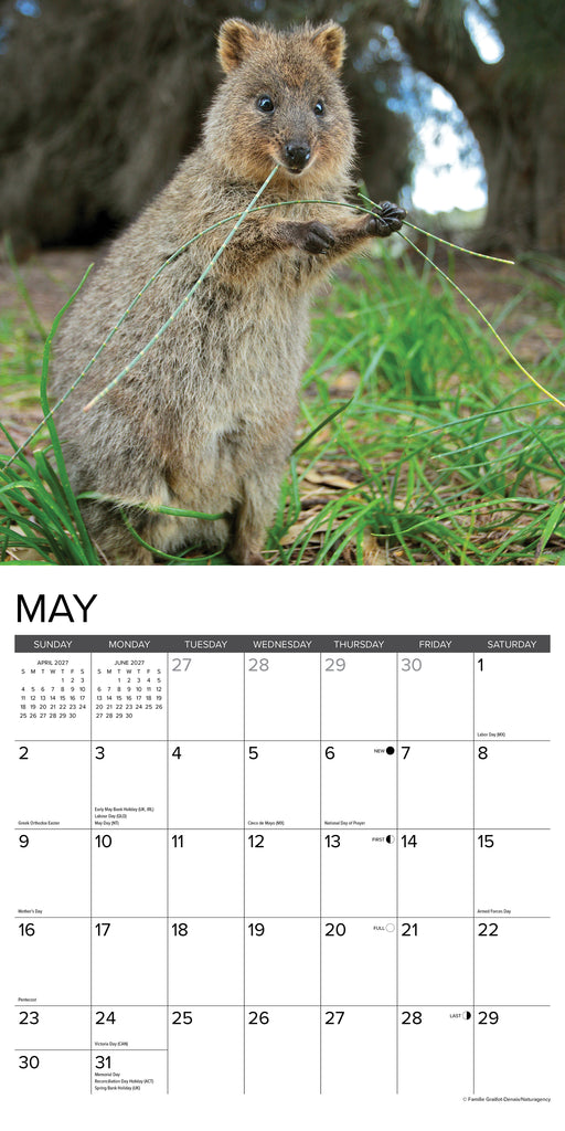 Quokkas 2027 Square Wall Calendar