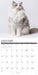 Ragdoll Cats 2027 Square Wall Calendar