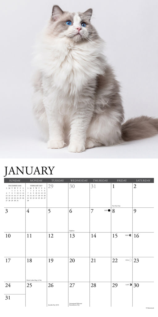 Ragdoll Cats 2027 Square Wall Calendar