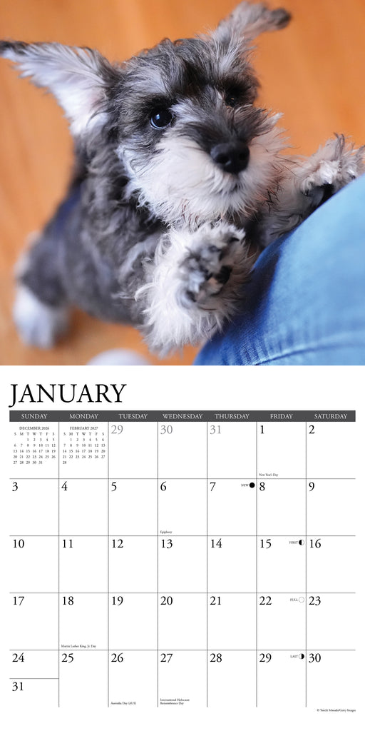 Schnauzer Puppies 2027 Square Wall Calendar
