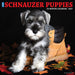 Schnauzer Puppies 2027 Square Wall Calendar