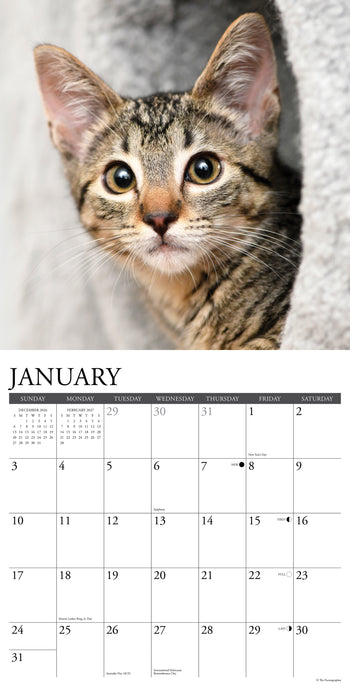 Tabby Cats 2027 Square Wall Calendar