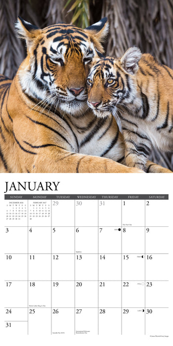 Tigers 2027 Square Wall Calendar