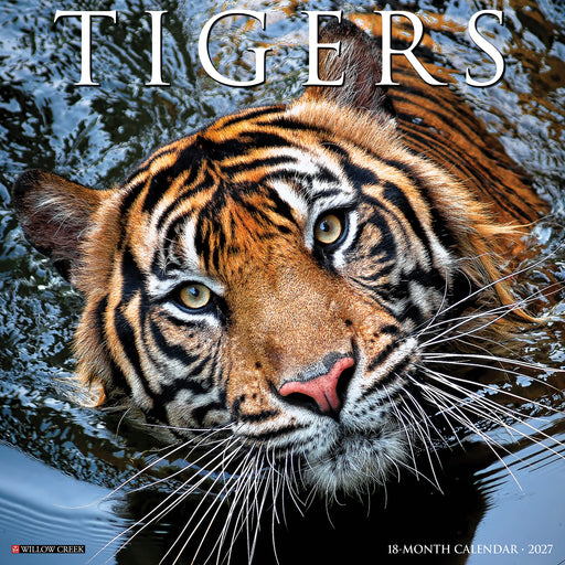 Tigers 2027 Square Wall Calendar