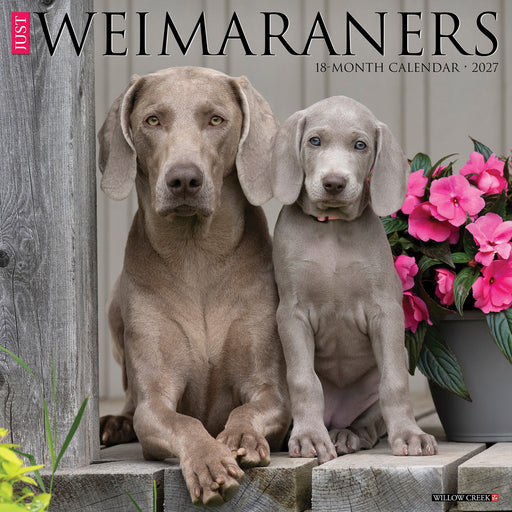 Weimaraners 2027 Square Wall Calendar