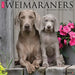 Weimaraners 2027 Square Wall Calendar