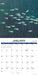Whales 2027 Square Wall Calendar (Online Exclusive)