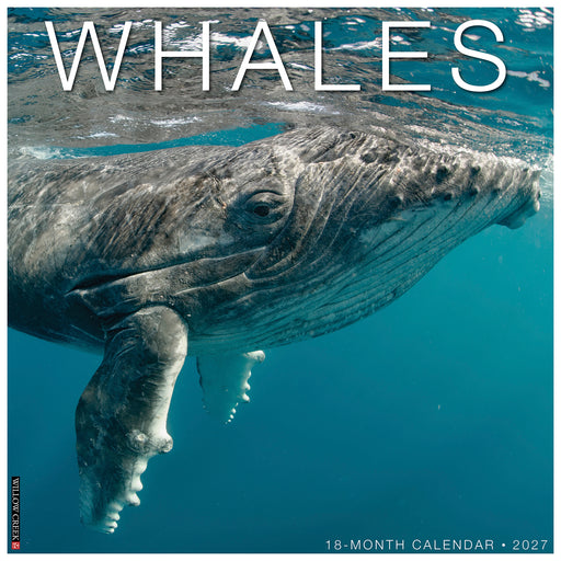 Whales 2027 Square Wall Calendar (Online Exclusive)