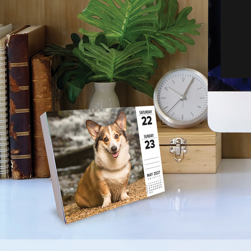 Corgis 2027 Page-A-Day Calendar