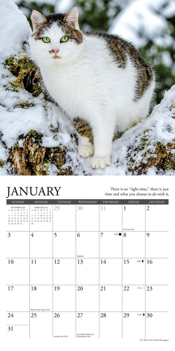 What Cats Teach Us 2027 Mini Wall Calendar