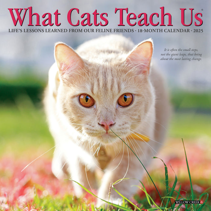 What Cats Teach Us 2027 Mini Wall Calendar