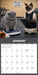 Gym Cats 2027 Square Wall Calendar