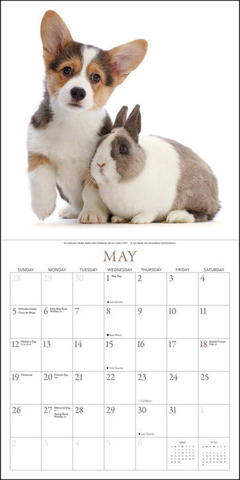 2024 Bunnies & Friends Wall Calendar