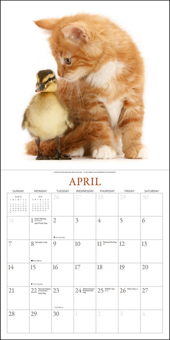2024 Kittens & Friends Wall Calendar