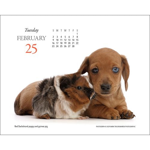 2025 Puppies & Friends Page-A-Day Calendar