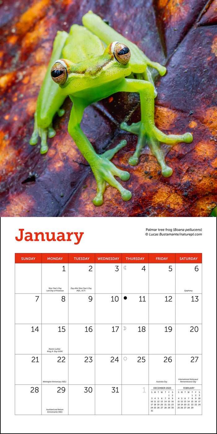 2024 Frogs Mini Wall Calendar — Calendar Club