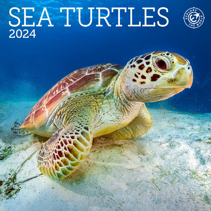 2024 Sea Turtles Mini Wall Calendar