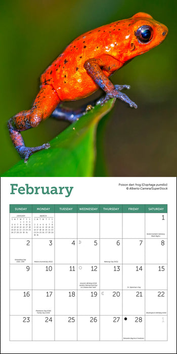 2025 Frogs Mini Wall Calendar