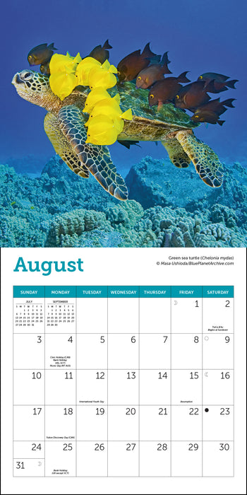 2025 Sea Turtles Mini Wall Calendar