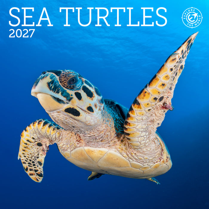 Sea Turtles 2027 Mini Wall Calendar