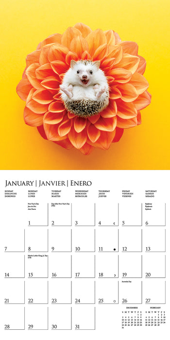 2024 Happiest Hedgehogs Wall Calendar