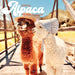 Litte Alpaca on the Prairie 2026 Square Wall Calendar